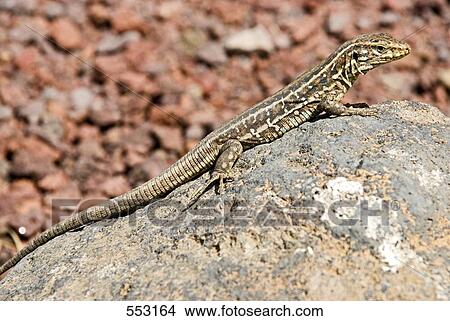 Wall lizard on rock View Large Photo Image Picture - Wall lizard on rock . Fotosearch