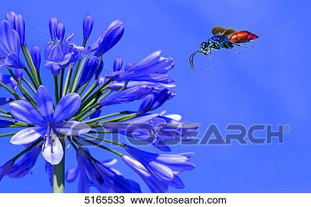 Wasp, Chrysis ignita, and lily View Large Photo Image Stock Image - Wasp, Chrysis ignita, and lily . Fotosearch