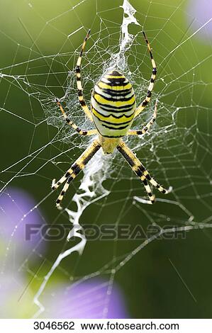 Wasp spider (Argiope bruennichi) sitting on net, close-up View Large Photo Image Stock Image - Wasp spider (Argiope bruennichi) sitting on net, close-up . Fotosearch