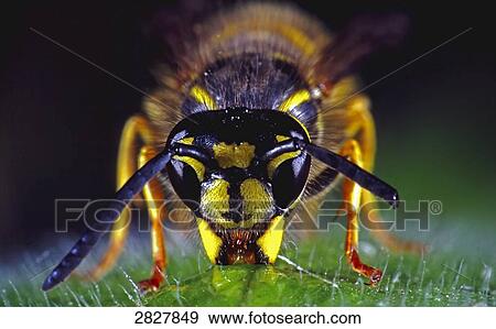 wasp (Vespoidea) sucking, close-up View Large Photo Image Stock Photo - wasp (Vespoidea) sucking, close-up . Fotosearch