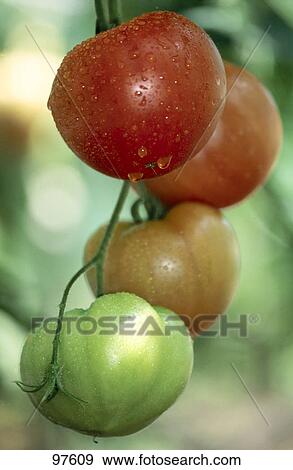 Water drops on tomatoes in garden View Large Photo Image Stock Photo - Water drops on tomatoes in garden . Fotosearch