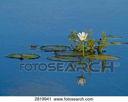 Stock Image - water lily . Fotosearch