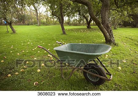 Stock Image - Wheelbarrow in an orchard, Texel, Netherlands . Fotosearch