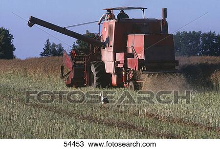 White Stork (Ciconia ciconia) bird with combine in field, Germany View Large Photo Image Stock Image - White Stork (Ciconia ciconia) bird with combine in field, Germany . Fotosearch