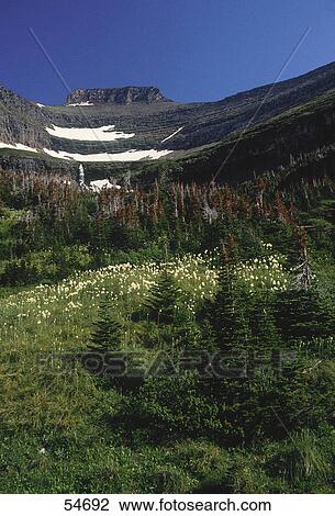 Wildflowers at hillside, Lunch Creek, US Glacier National Park, Montana, USA View Large Photo Image Stock Image - Wildflowers at hillside, Lunch Creek, US Glacier National Park, Montana, USA . Fotosearch