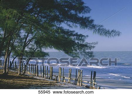 Wooden posts in row on beach, Fort Myers, Florida, USA View Large Photo Image Stock Photography - Wooden posts in row on beach, Fort Myers, Florida, USA . Fotosearch