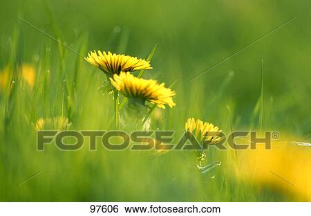 Stock Photograph - Yellow dandelion flowers in grass . Fotosearch