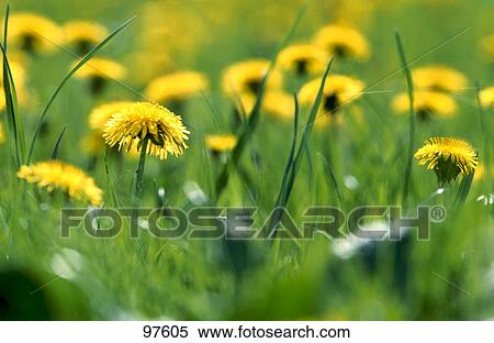 Yellow dandelion flowers in grass View Large Photo Image Stock Photography - Yellow dandelion flowers in grass . Fotosearch