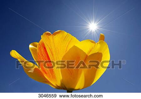 Stock Photo - Yellow tulip blossom in front of blue sky, contre-jour photograph . Fotosearch