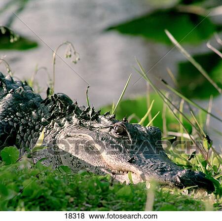 Young Lubber Grasshoppers (Brachystola magna) sitting on American Alligator (Alligator mississippiensis), USA  View Large Photo Image Stock Photo - Young Lubber Grasshoppers (Brachystola magna) sitting on American Alligator (Alligator mississippiensis), USA . Fotosearch