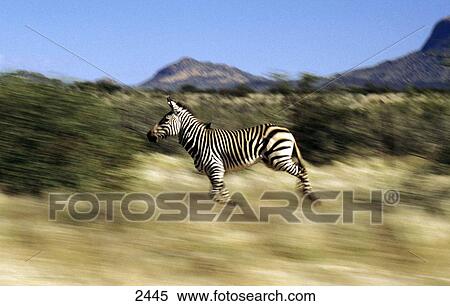 zebra (equus grevy) in full gallop, namibia View Large Photo Image Stock Photography - zebra (equus grevy) in full gallop, namibia . Fotosearch
