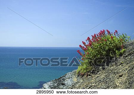 Aberystwyth, Ceredigion, Wales, UK View Large Photo Image Stock Image - Aberystwyth, Ceredigion, Wales, UK . Fotosearch