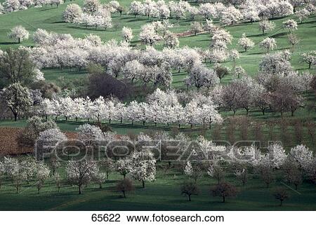 Stock Image - Aerial view of cherry trees on landscape, Markgraeflerland, Germany . Fotosearch