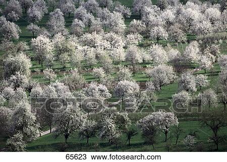 Aerial view of cherry trees on landscape, Markgraeflerland, Germany View Large Photo Image Stock Image - Aerial view of cherry trees on landscape, Markgraeflerland, Germany . Fotosearch