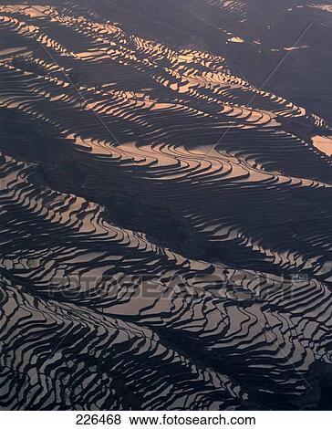 Aerial view of rice terraces at dusk, China View Large Photo Image Stock Photo - Aerial view of rice terraces at dusk, China . Fotosearch