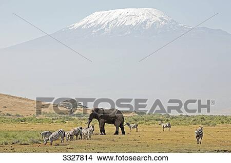 African elephant (Loxodonta africana) and herd of zebras (Equus quagga), Amboseli National Park, Kenya View Large Photo Image Picture - African elephant (Loxodonta africana) and herd of zebras (Equus quagga), Amboseli National Park, Kenya . Fotosearch