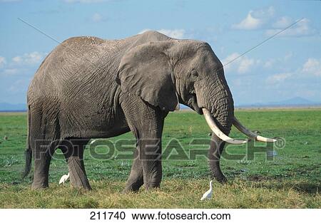 African elephant (Loxodonta africana) walking in field View Large Photo Image Stock Image - African elephant (Loxodonta africana) walking in field . Fotosearch
