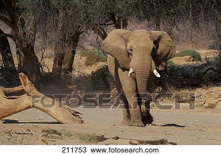 Stock Image - African elephant (Loxodonta africana) walking in forest . Fotosearch