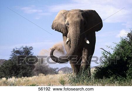 Stock Image - African elephant (Loxodonta africana) taking dust bath in field . Fotosearch