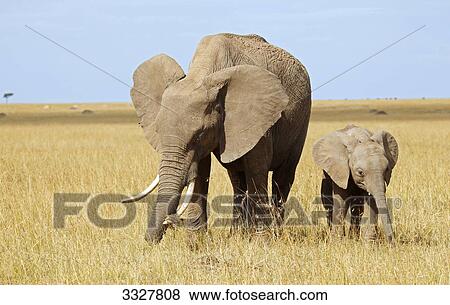 African elephant (Loxodonta africana) and its calf eating, Masai Mara National Reserve, Kenya View Large Photo Image Stock Photo - African elephant (Loxodonta africana) and its calf eating, Masai Mara National Reserve, Kenya . Fotosearch