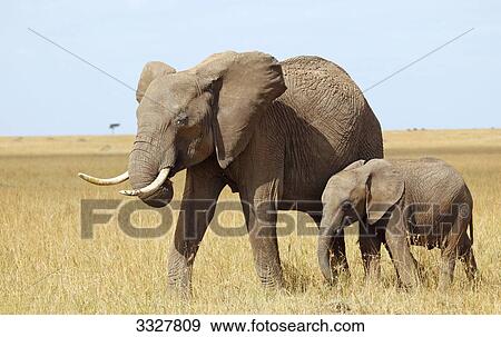 African elephant (Loxodonta africana) with calf, Masai Mara National Reserve, Kenya View Large Photo Image Stock Photo - African elephant (Loxodonta africana) with calf, Masai Mara National Reserve, Kenya . Fotosearch