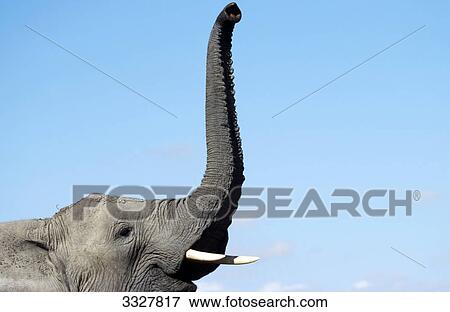 Stock Photo - African elephant (Loxodonta africana) lifting trunk, Kenya, close-up . Fotosearch