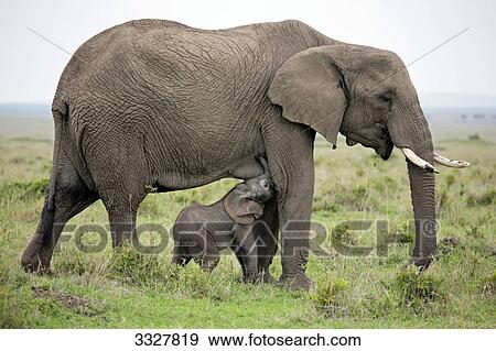 African elephant (Loxodonta africana) suckling calf, Amboseli National Park, Kenya, side views View Large Photo Image Stock Photo - African elephant (Loxodonta africana) suckling calf, Amboseli National Park, Kenya, side views . Fotosearch
