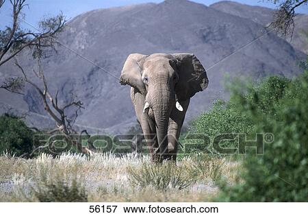Stock Photo - African elephant (Loxodonta africana) walking in forest . Fotosearch