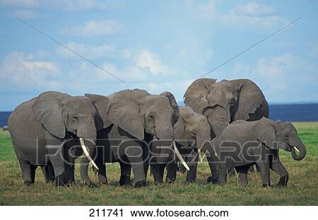 Stock Image - African elephants (Loxodonta africana) walking in steppe . Fotosearch
