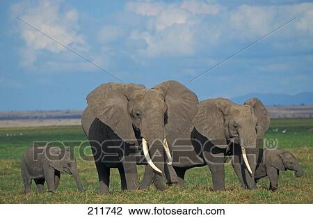 Stock Image - African elephants (Loxodonta africana) walking with its calves in steppe . Fotosearch
