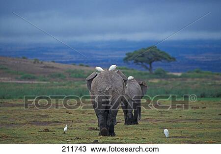 Stock Image - African elephants (Loxodonta africana) with herons in field . Fotosearch