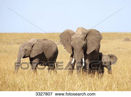 African elephants (Loxodonta africana) eating, Masai Mara National Reserve, Kenya View Large Photo Image Stock Photo - African elephants (Loxodonta africana) eating, Masai Mara National Reserve, Kenya . Fotosearch
