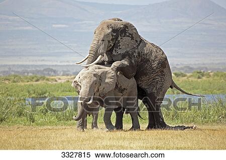 Stock Photography - African elephants (Loxodonta africana) mating, Amboseli National Park, Kenya . Fotosearch
