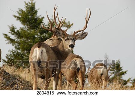 Antlers in field, National Bison Range, Montana, USA View Large Photo Image Stock Photography - Antlers in field, National Bison Range, Montana, USA . Fotosearch