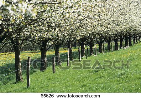 Stock Photograph - Apple trees in a row on a grassy landscape . Fotosearch