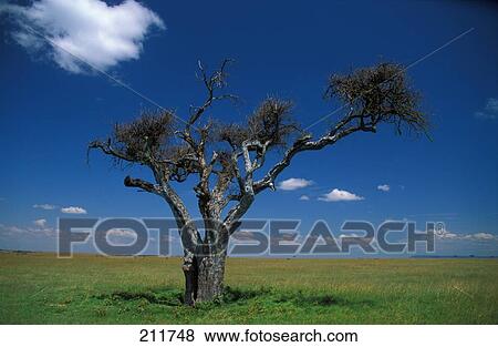 Bare tree in landscape View Large Photo Image Stock Photo - Bare tree in landscape . Fotosearch