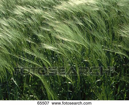 Barley crop growing in field View Large Photo Image Stock Photo - Barley crop growing in field . Fotosearch