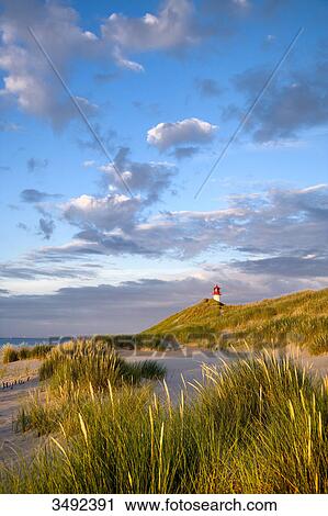 Beach and dunes, lighthouse List-Ost in the background, Ellenbogen, Sylt, Germany View Large Photo Image Stock Image - Beach and dunes, lighthouse List-Ost in the background, Ellenbogen, Sylt, Germany . Fotosearch
