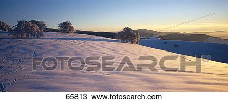 Stock Image - Beech trees on snowcovered landscape, Black Forest, Germany . Fotosearch