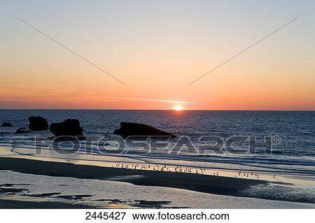 Birds on beach at sunset, Biarritz, Pyrenees-Atlantiques, Aquitaine, France View Large Photo Image Stock Photo - Birds on beach at sunset, Biarritz, Pyrenees-Atlantiques, Aquitaine, France . Fotosearch