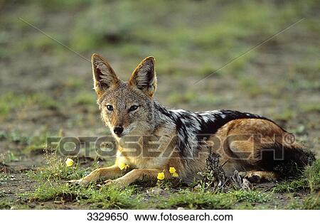 Stock Image - Black-backed jackal (Canis mesomelas) lying, Etosha National Park, Namibia . Fotosearch