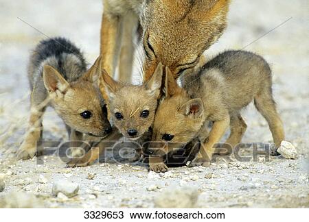 Black-backed jackal (Canis mesomelas) with cubs, Etosha National Park, Namibia View Large Photo Image Stock Image - Black-backed jackal (Canis mesomelas) with cubs, Etosha National Park, Namibia . Fotosearch