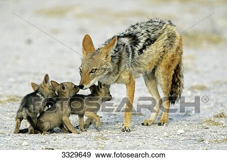 Stock Photo - Black-backed jackal (Canis mesomelas) with cubs, Etosha National Park, Namibia . Fotosearch