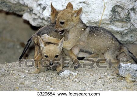 Black-backed jackal cubs (Canis mesomelas) playing, Etosha National Park, Namibia View Large Photo Image Picture - Black-backed jackal cubs (Canis mesomelas) playing, Etosha National Park, Namibia . Fotosearch