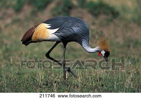 Black Crowned Crane (Balearica pavonina) walking in field View Large Photo Image Stock Photograph - Black Crowned Crane (Balearica pavonina) walking in field . Fotosearch