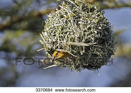 Picture - Black-headed Weaver, Ploceus cucullatus, Masai Mara National Reserve, Kenya, Africa . Fotosearch