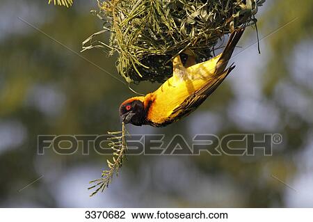 Stock Image - Black-headed Weaver, Ploceus cucullatus, Masai Mara National Reserve, Kenya, Africa . Fotosearch
