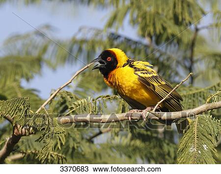 Black-headed Weaver, Ploceus cucullatus, Masai Mara National Reserve, Kenya, Africa View Large Photo Image Stock Image - Black-headed Weaver, Ploceus cucullatus, Masai Mara National Reserve, Kenya, Africa . Fotosearch