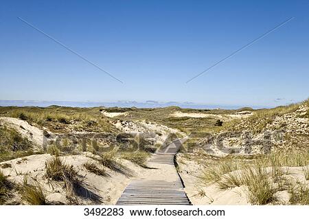 Stock Image - Boardwalk across dunes, Amrum, Germany, elevated view . Fotosearch