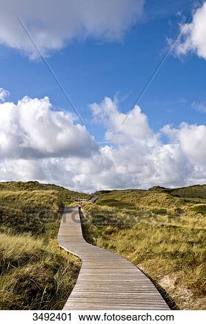 Boardwalk across dunes, Kampen, Sylt, Germany  View Large Photo Image Stock Image - Boardwalk across dunes, Kampen, Sylt, Germany . Fotosearch